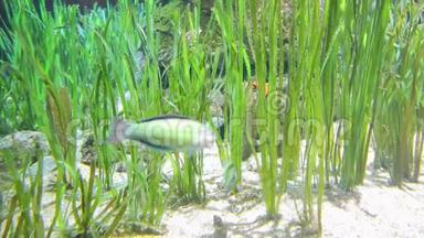 三条绿色条纹的海洋鱼类在海底<strong>寻找</strong>食物，在藻类中游泳<strong>寻找</strong>食物